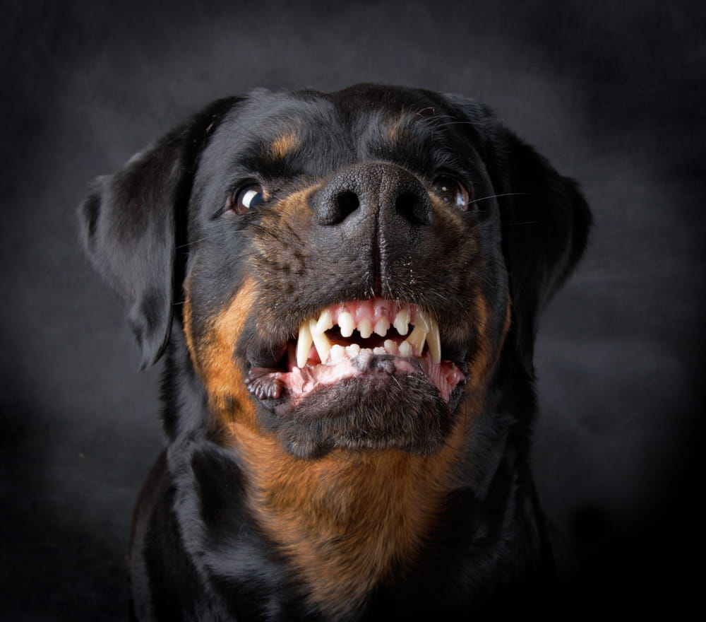 Dog Bite Lawyer